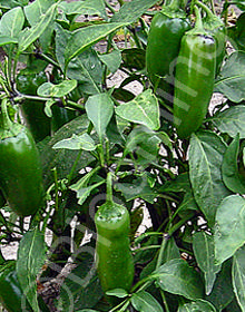 Capsicum annuum Jalapeno Tam